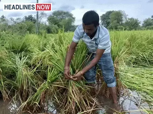 धान की फसल डूबी, सर्वे करने वाले पटवारी धरने पर:किसान बोले- फसल तो बर्बाद हो गई, अब नुकसान का सर्वे कौन करेगा