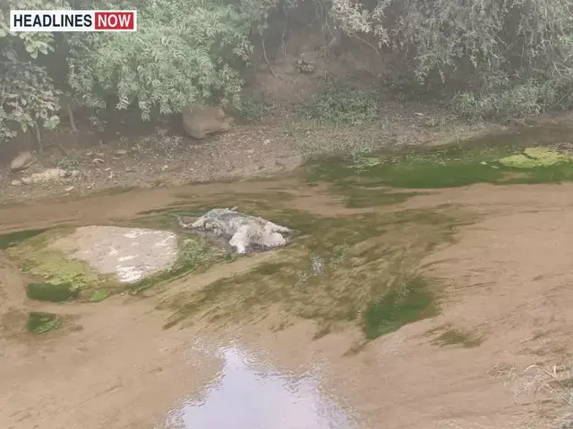 Leopard carcass found in a drain in the Charch forest, estimated age 7 to 8 years, post-mortem on Sunday